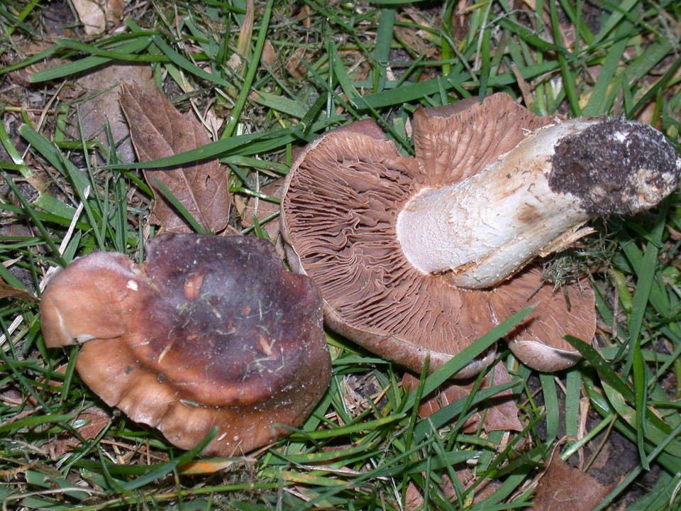 Hebeloma sinapizans image