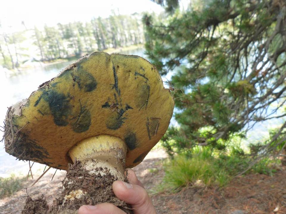 Boletus frustosus image