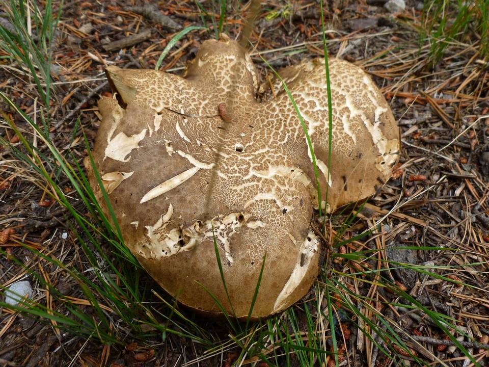Boletus frustosus image