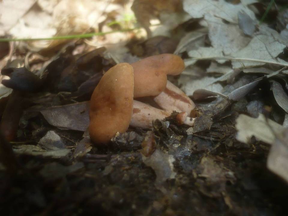 Lactarius cremor image