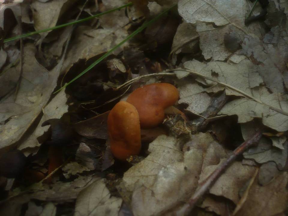 Lactarius cremor image