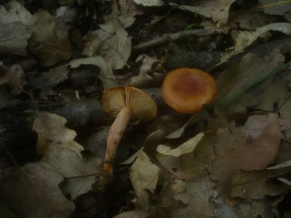 Lactarius cremor image