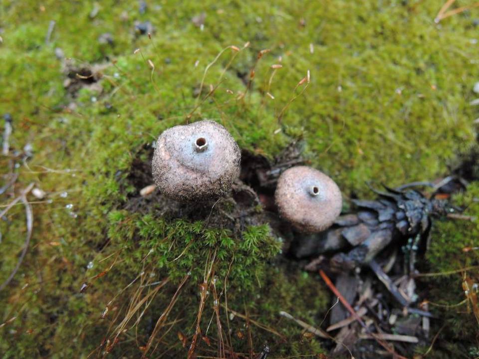 Tulostoma melanocyclum image