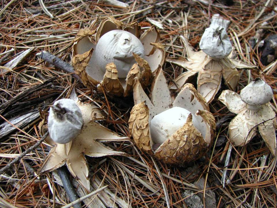 Geastrum smardae image