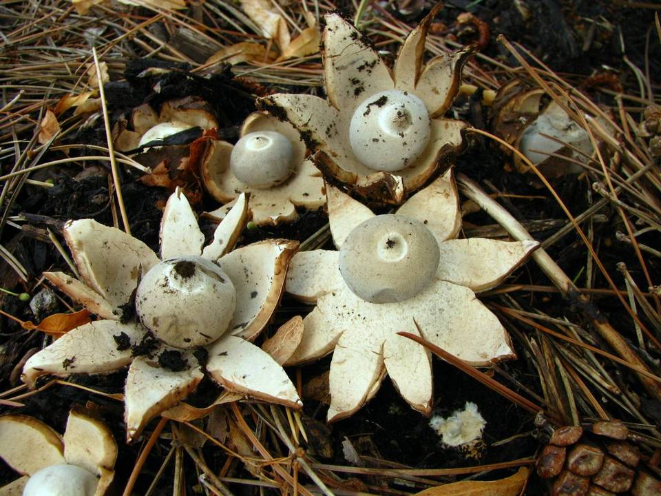 Geastrum smardae image