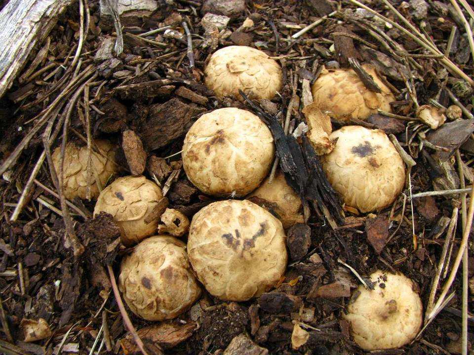 Geastrum smardae image