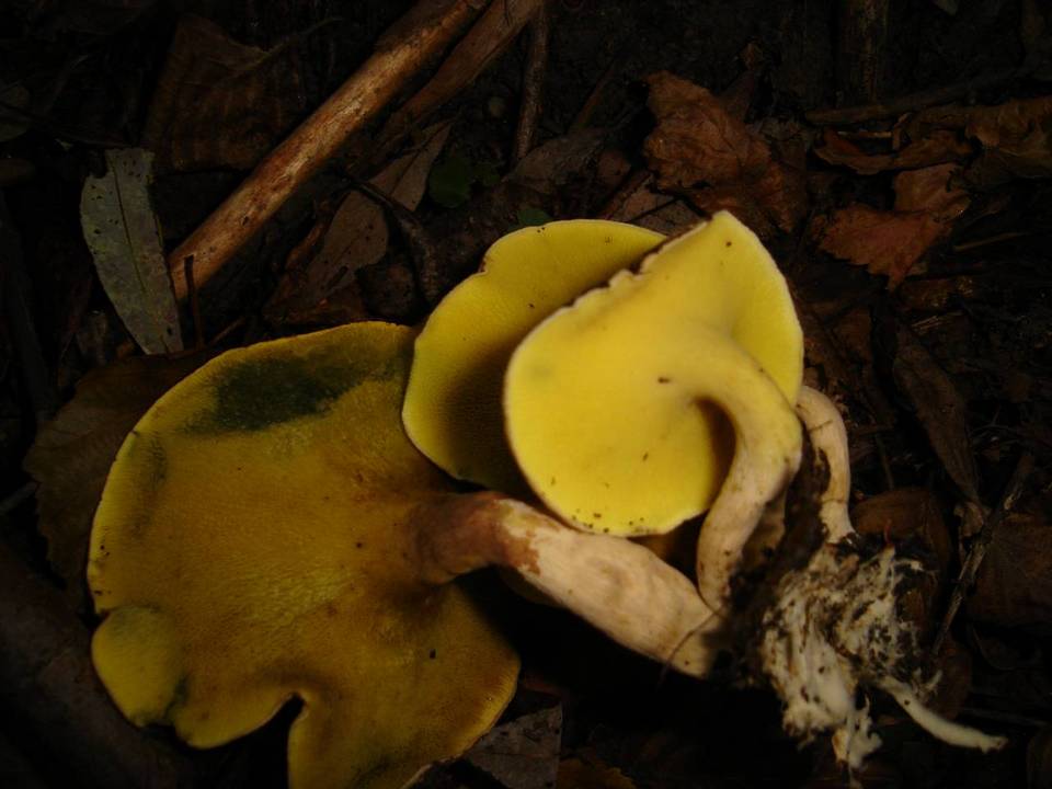 Gyrodon lividus image