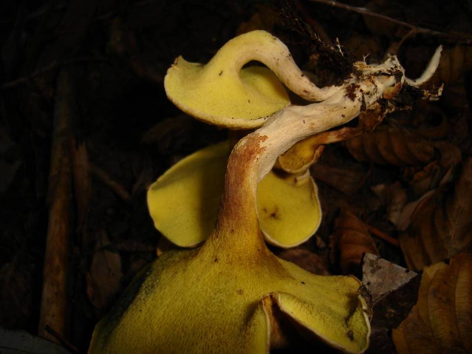 Gyrodon lividus image