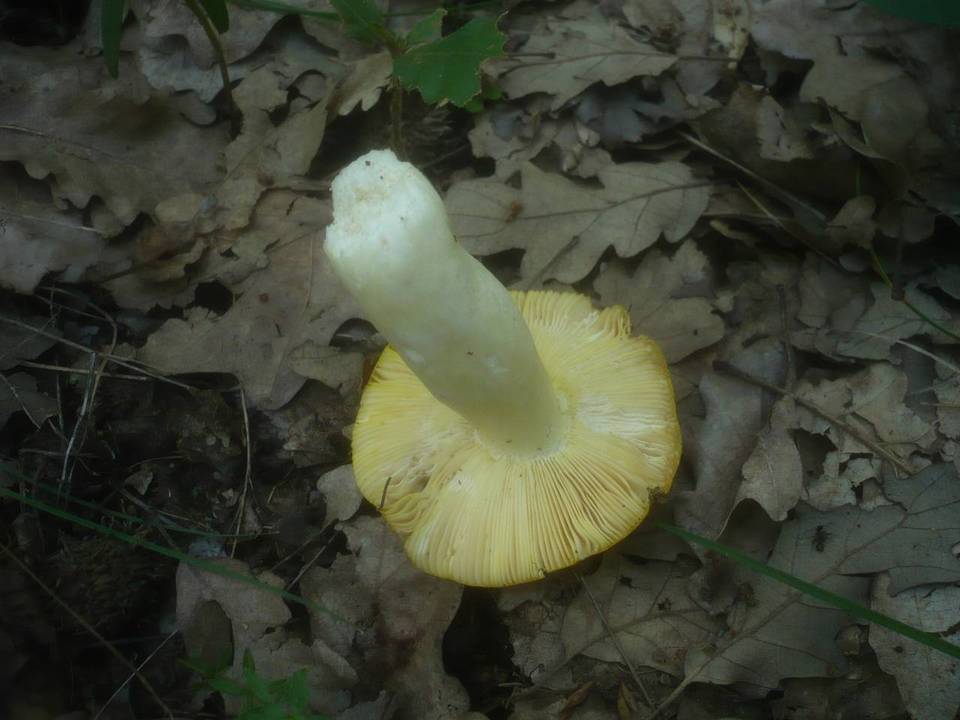 Russula aurea image