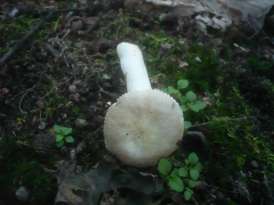 Russula clariana image