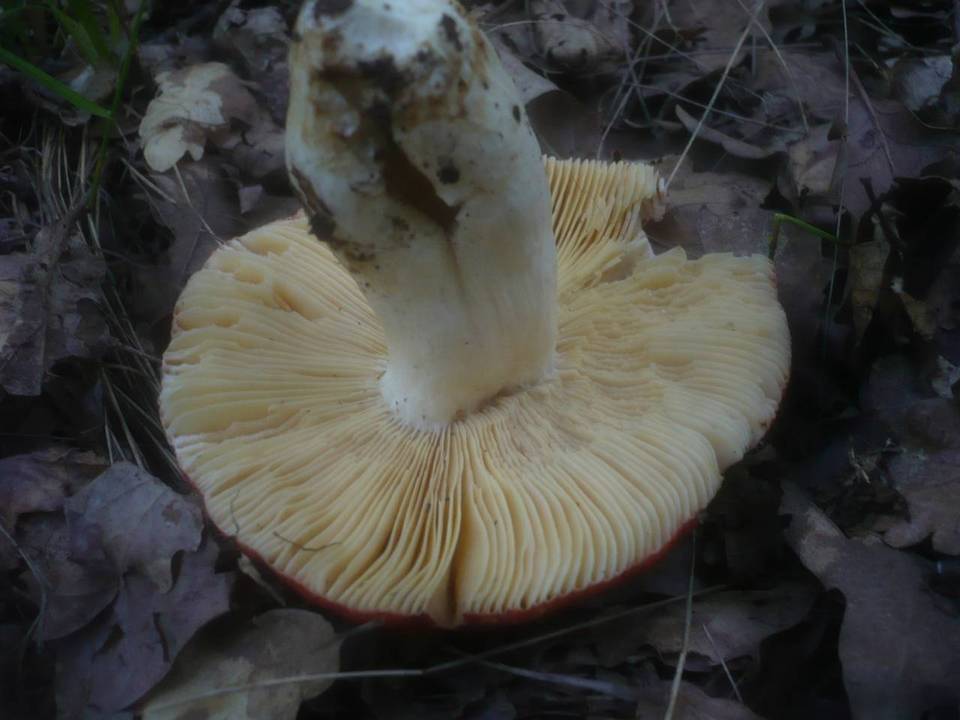Russula romellii image