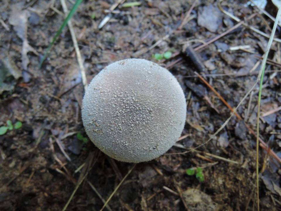 Lycoperdon lividum image