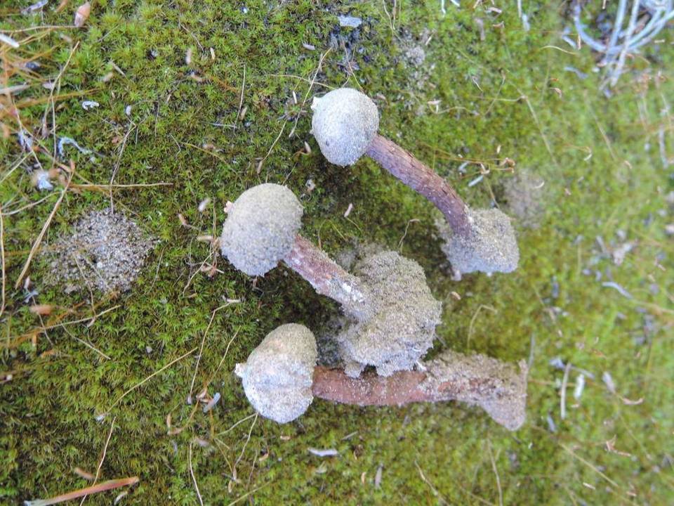 Tulostoma melanocyclum image