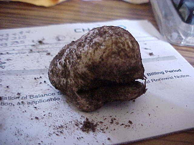 Rhizopogon atroviolaceus image
