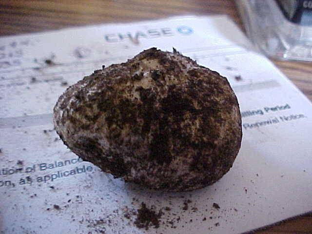 Rhizopogon atroviolaceus image