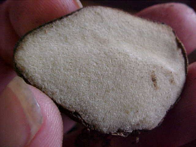 Rhizopogon atroviolaceus image
