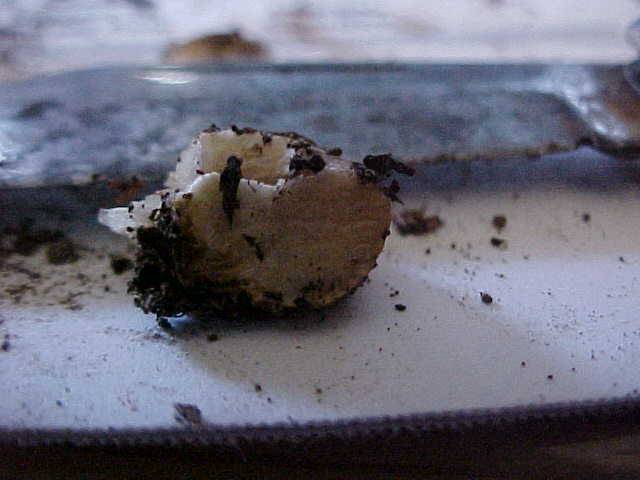 Macowanites luteolus image