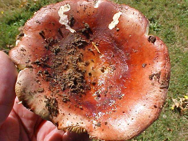 Russula borealis image