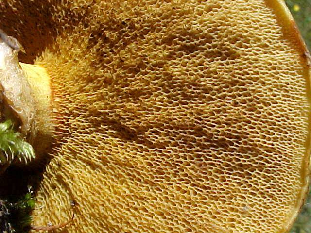 Suillus ochraceoroseus image