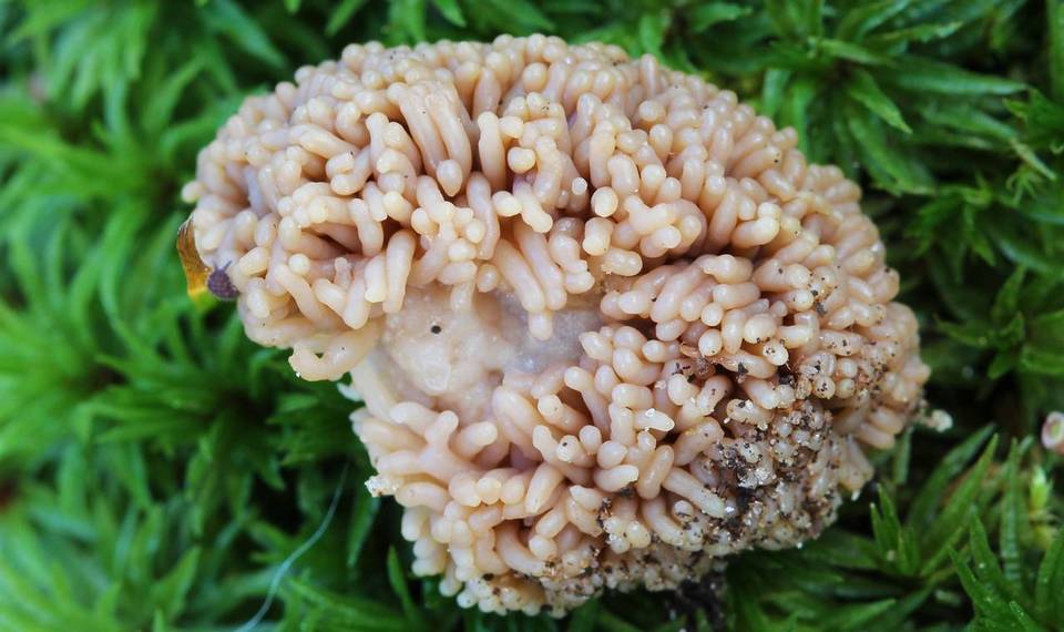 Tubulifera arachnoidea image