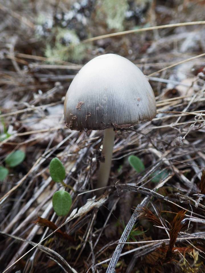 Coprinopsis gonophylla image
