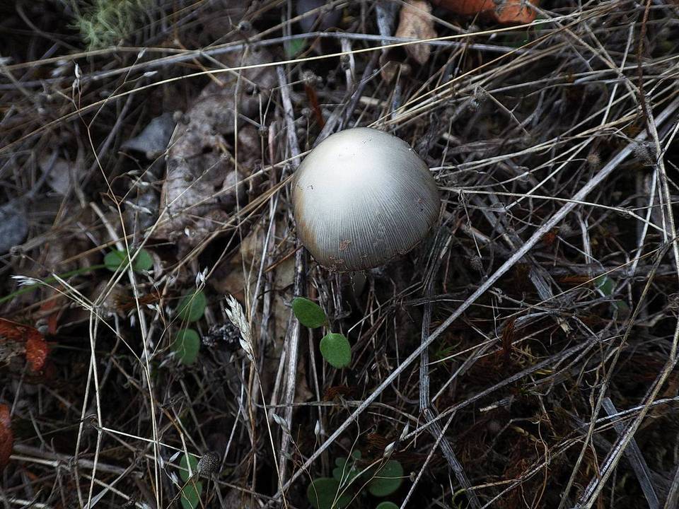 Coprinopsis gonophylla image