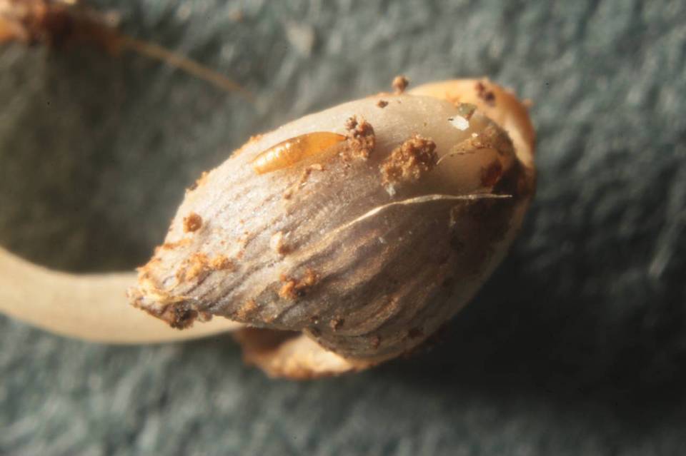 Coprinopsis phaeospora image