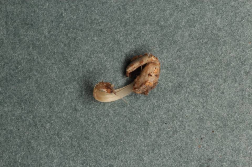 Coprinopsis phaeospora image
