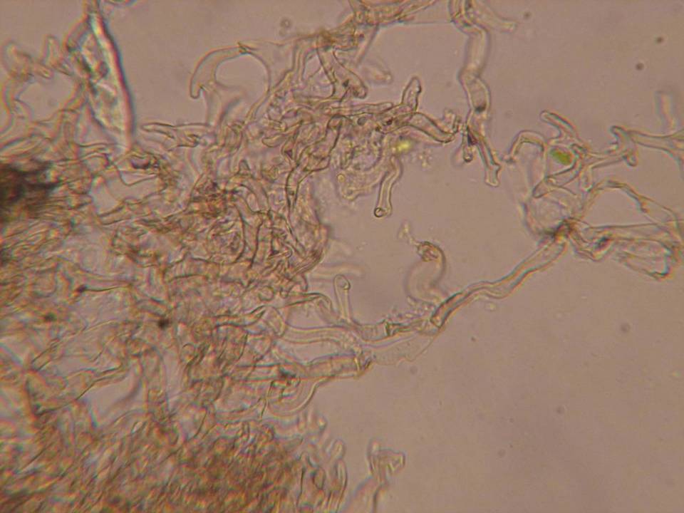 Coprinopsis phaeospora image