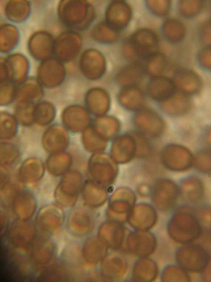 Coprinopsis phaeospora image