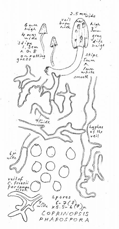 Coprinopsis phaeospora image