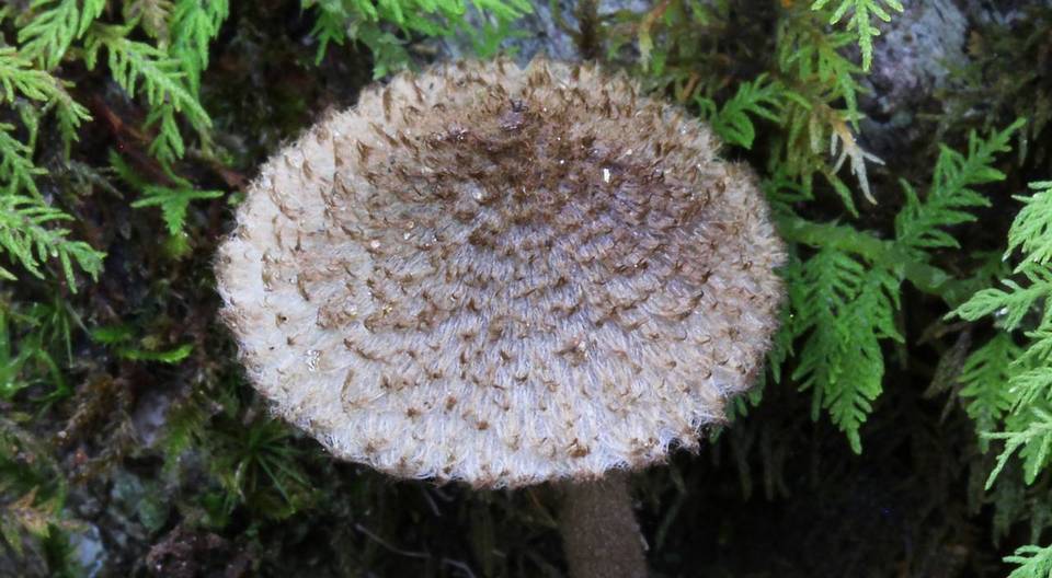 Entoloma nodosporum image
