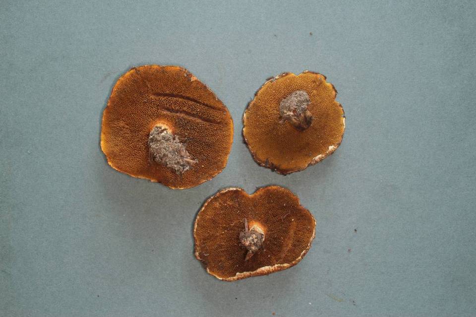 Suillus lakei var. pseudopictus image