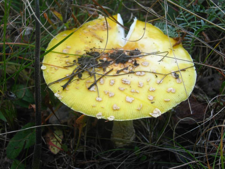 Amanita amerimuscaria image
