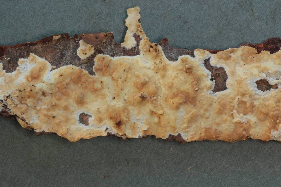 Phanerochaete sordida image