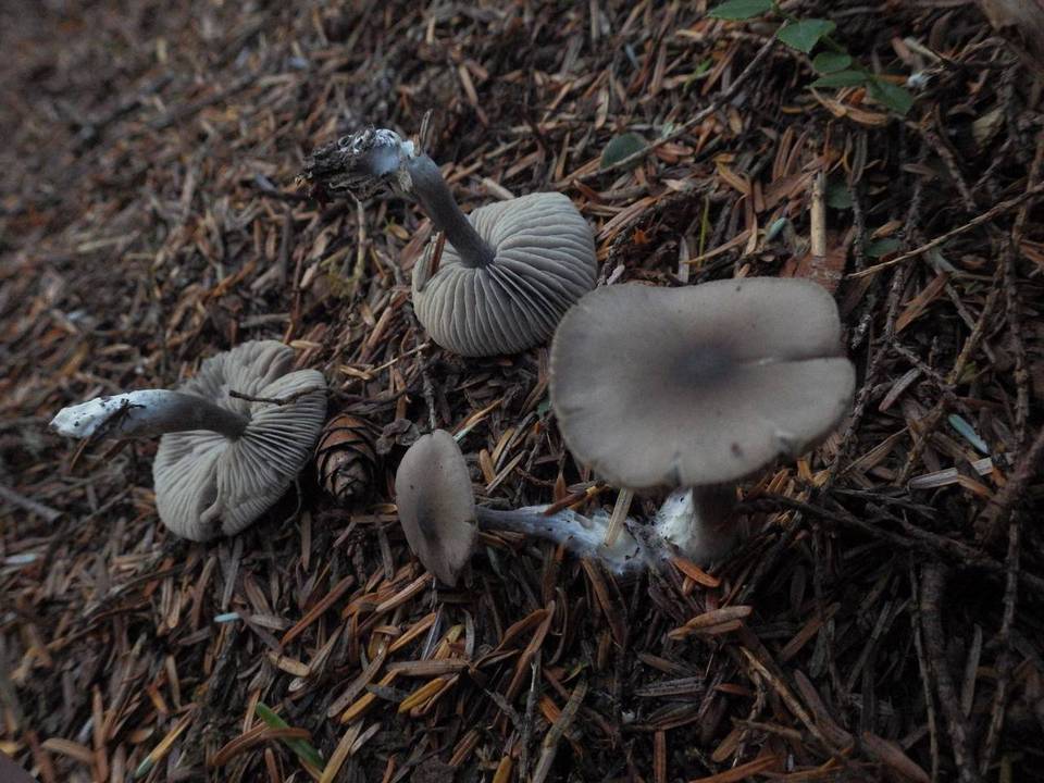Entoloma approximatum image