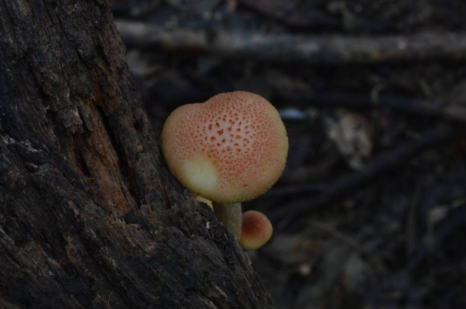 Gymnopilus luteoviridis image