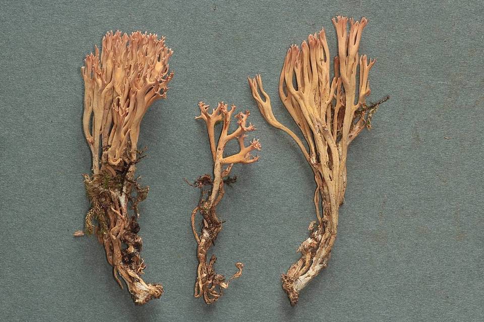 Ramaria rubella f. rubella image
