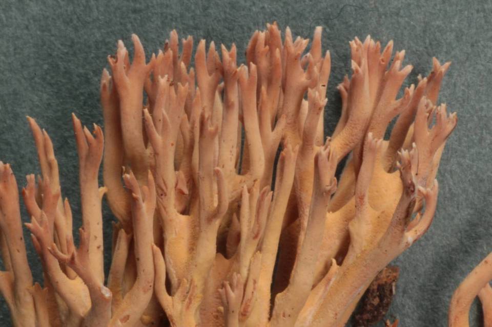 Ramaria rubella f. rubella image