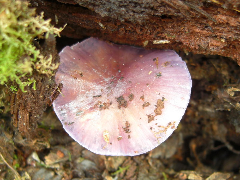Cortinarius magellanicus image