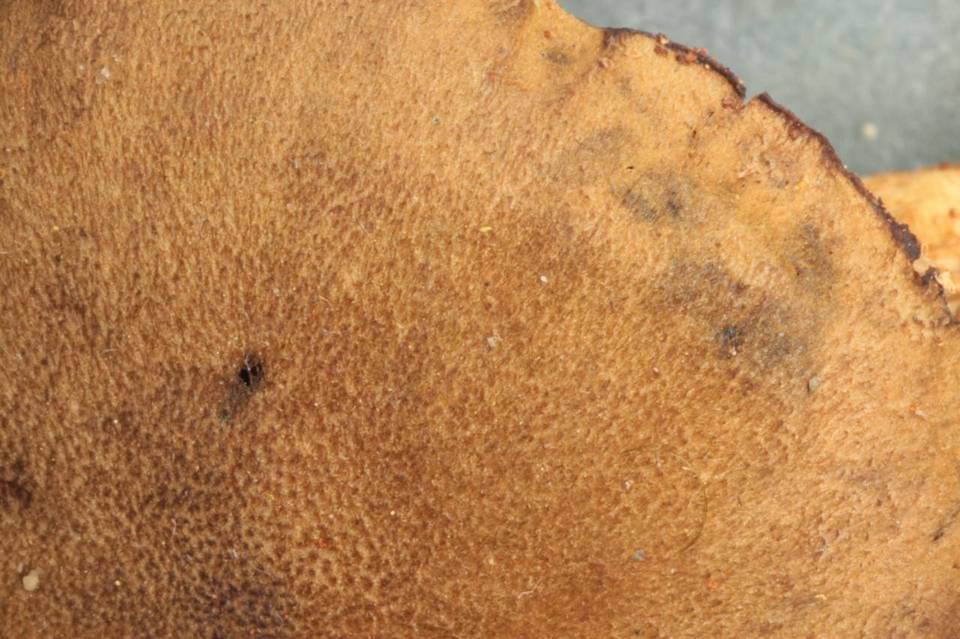 Cortinarius venetus var. montanus image