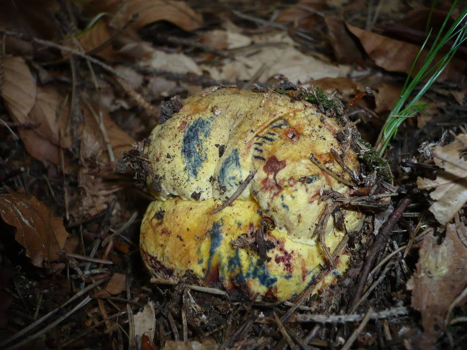 Boletus torosus image