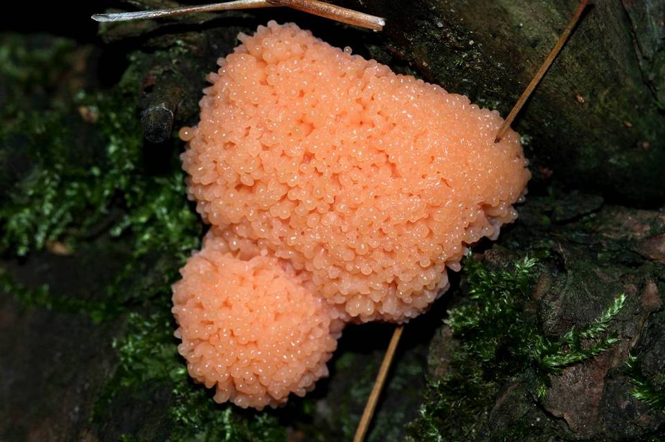 Tubulifera arachnoidea image