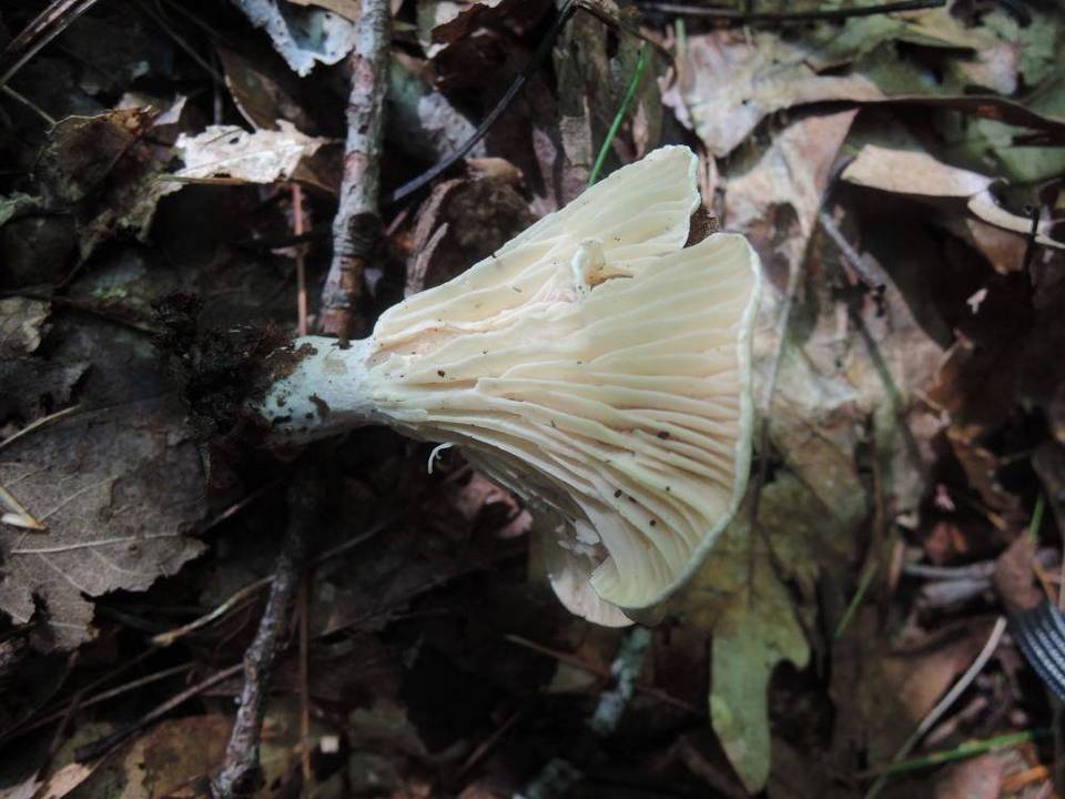 Clitocybe subclavipes image