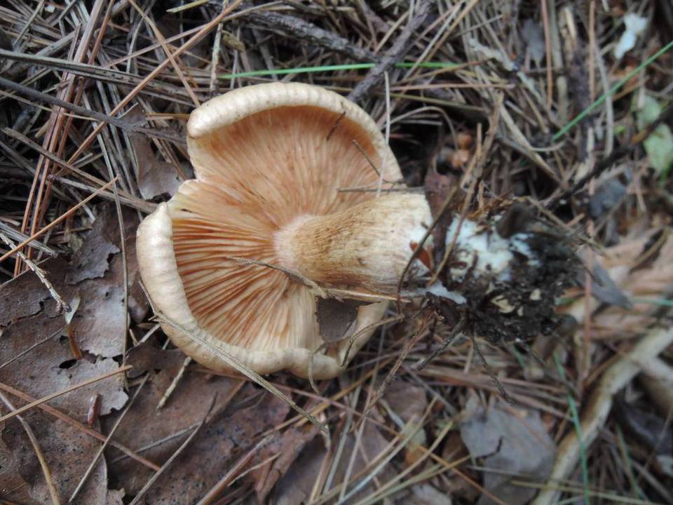 Tricholoma stans image