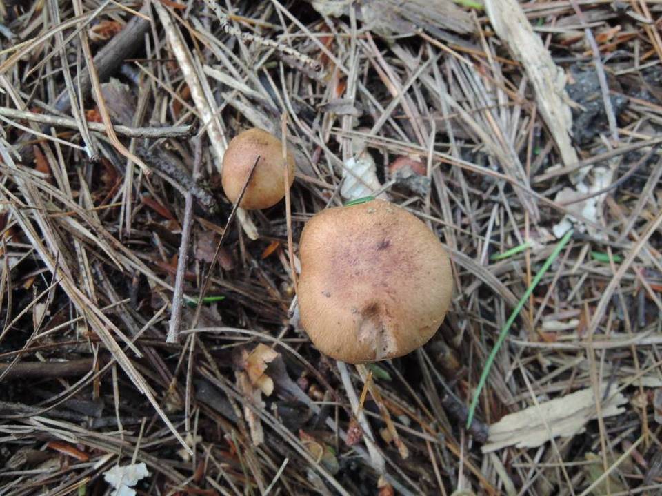 Tricholoma stans image