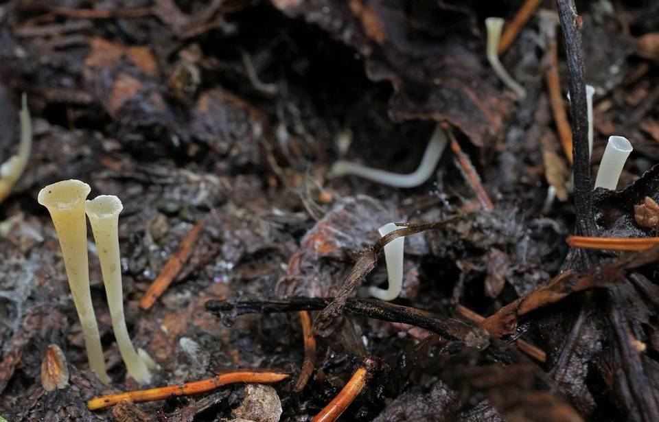 Clavicorona taxophila image