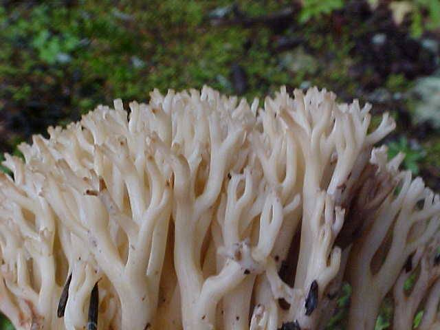 Ramaria rubrievanescens image