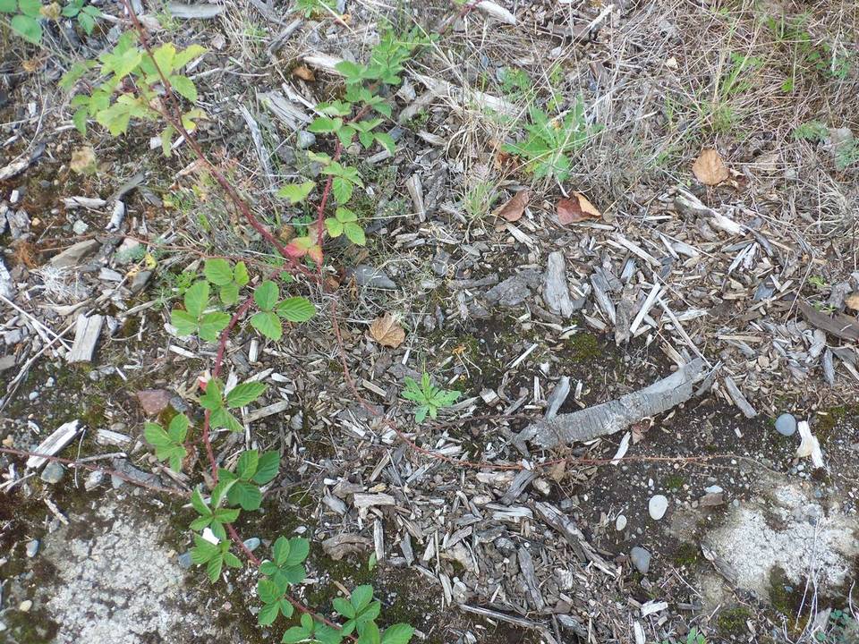Conocybe smithii image