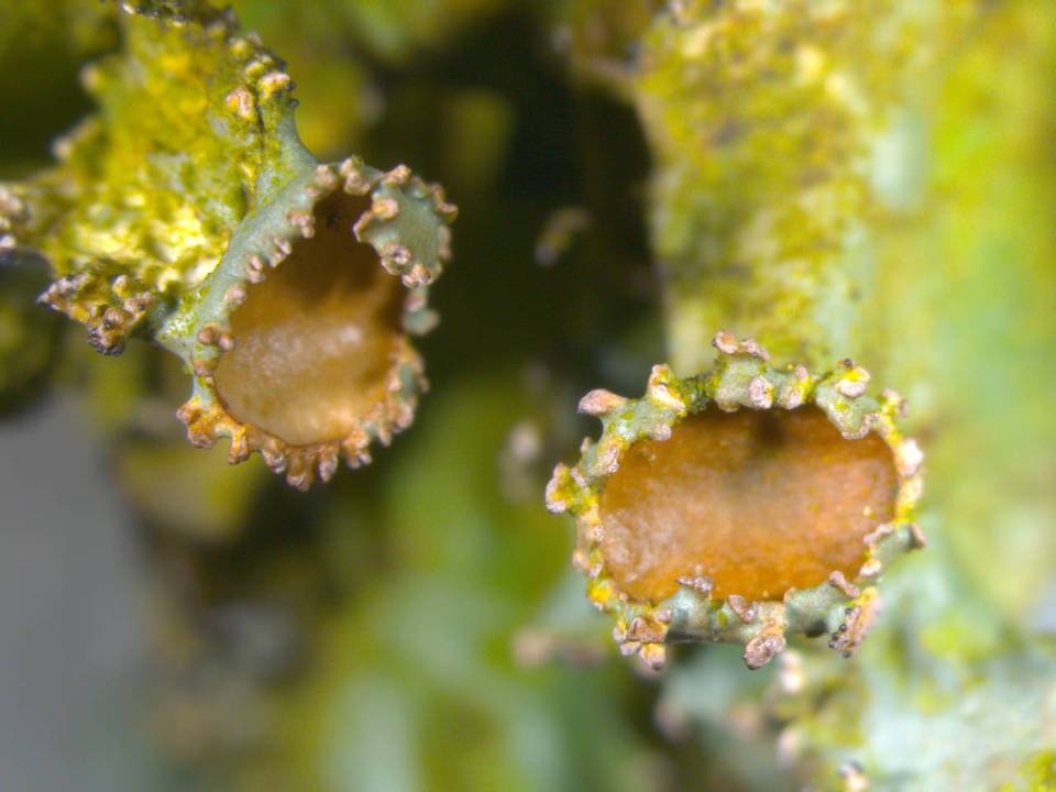 Tuckermanopsis ciliaris image